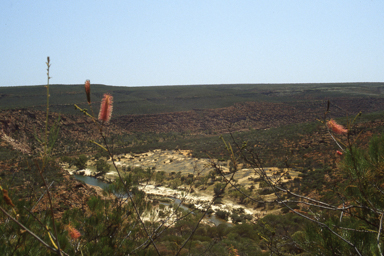 APII jpeg image of Grevillea petrophiloides subsp. petrophiloides  © contact APII