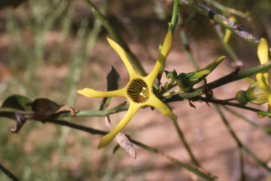 APII jpeg image of Anthocercis ilicifolia subsp. caldariola  © contact APII