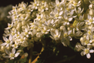 APII jpeg image of Commersonia densiflora  © contact APII