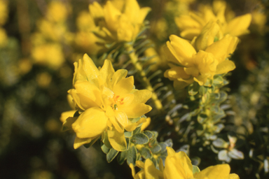 APII jpeg image of Geleznowia verrucosa  © contact APII