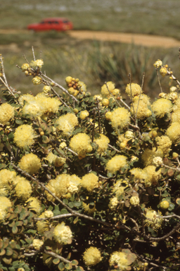 APII jpeg image of Melaleuca megacephala  © contact APII