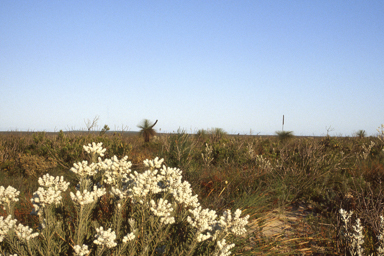 APII jpeg image of Lachnostachys eriobotrya  © contact APII