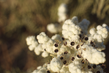 APII jpeg image of Lachnostachys eriobotrya  © contact APII