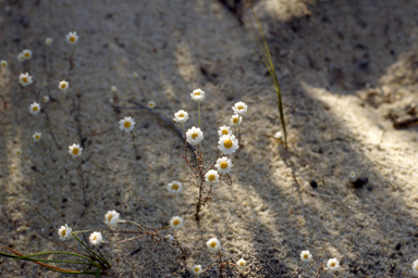 APII jpeg image of Rhodanthe stricta  © contact APII