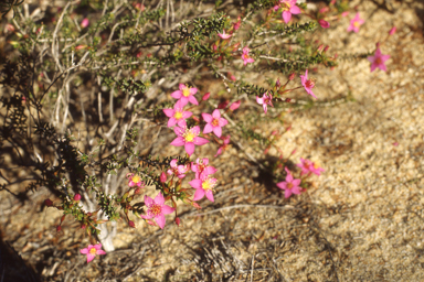 APII jpeg image of Calytrix brevifolia  © contact APII