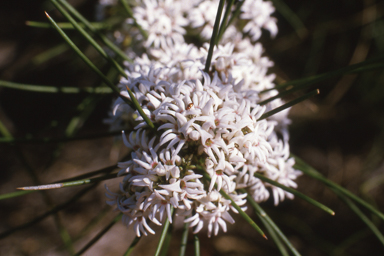 APII jpeg image of Conospermum acerosum  © contact APII
