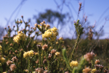 APII jpeg image of Petrophile ericifolia  © contact APII