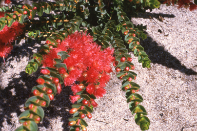 APII jpeg image of Verticordia grandis  © contact APII