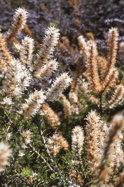 APII jpeg image of Hakea costata  © contact APII