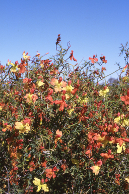 APII jpeg image of Lechenaultia linarioides  © contact APII