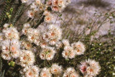 APII jpeg image of Verticordia ovalifolia  © contact APII