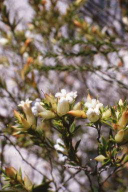 APII jpeg image of Leucopogon squarrosus  © contact APII