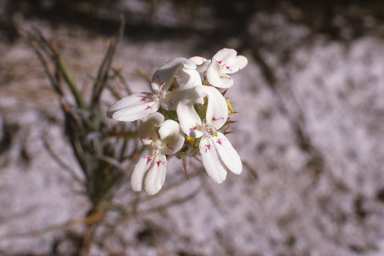APII jpeg image of Stylidium crossocephalum  © contact APII