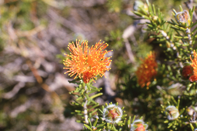 APII jpeg image of Eremaea pauciflora var. pauciflora  © contact APII