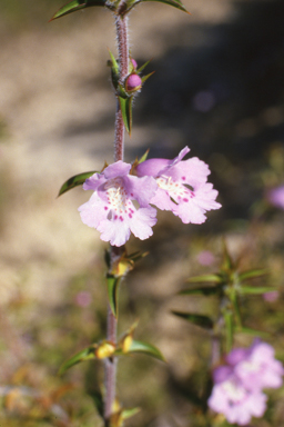 APII jpeg image of Hemiandra pungens  © contact APII