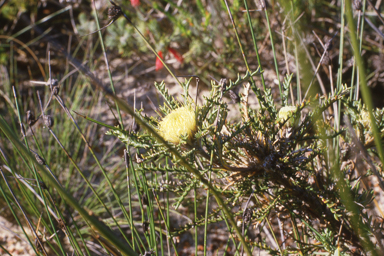APII jpeg image of Banksia sclerophylla  © contact APII