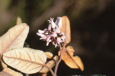 APII jpeg image of Lasiopetalum drummondii  © contact APII