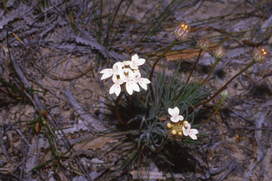 APII jpeg image of Stylidium crossocephalum  © contact APII