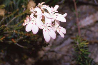 APII jpeg image of Stylidium crossocephalum  © contact APII