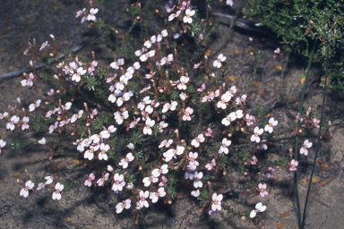 APII jpeg image of Stylidium bulbiferum  © contact APII