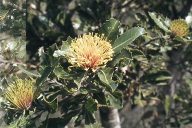 APII jpeg image of Banksia ilicifolia  © contact APII