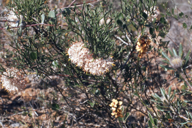 APII jpeg image of Isopogon teretifolius subsp. teretifolius  © contact APII