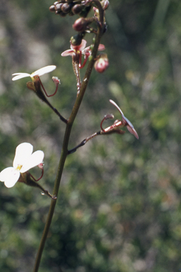 APII jpeg image of Stylidium bicolor  © contact APII