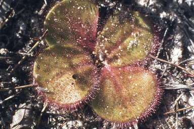 APII jpeg image of Drosera erythrorhiza  © contact APII