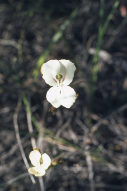 APII jpeg image of Stylidium stenosepalum  © contact APII