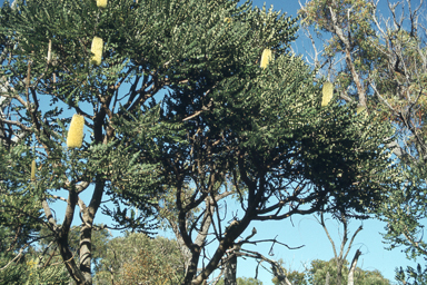 APII jpeg image of Banksia grandis  © contact APII