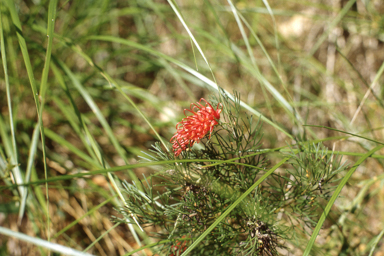 APII jpeg image of Grevillea thelemanniana  © contact APII