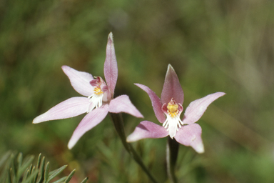 APII jpeg image of Caladenia latifolia  © contact APII