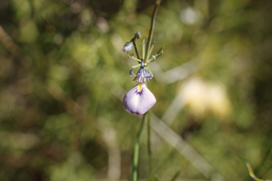 APII jpeg image of Hybanthus calycinus  © contact APII