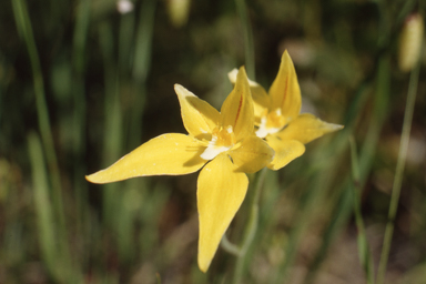 APII jpeg image of Caladenia flava subsp. flava  © contact APII