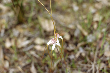 APII jpeg image of Caladenia longicauda subsp. longicauda  © contact APII