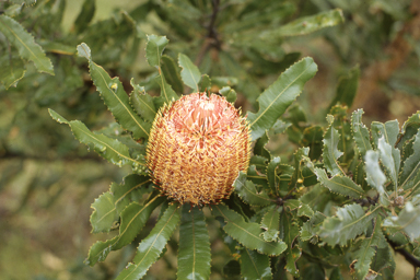 APII jpeg image of Banksia menziesii  © contact APII