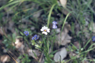 APII jpeg image of Dampiera linearis  © contact APII