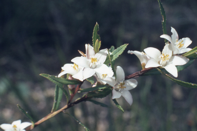 APII jpeg image of Crowea angustifolia var. platyphylla  © contact APII