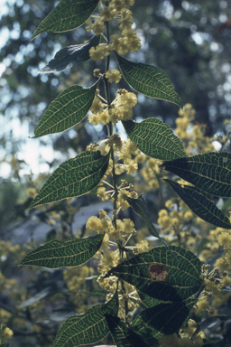 APII jpeg image of Acacia urophylla  © contact APII