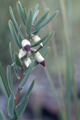 APII jpeg image of Conostephium pendulum  © contact APII