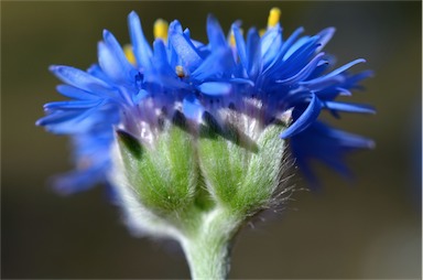 APII jpeg image of Brunonia australis  © contact APII