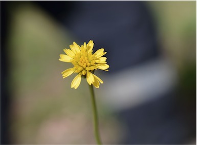 APII jpeg image of Glossocardia bidens  © contact APII