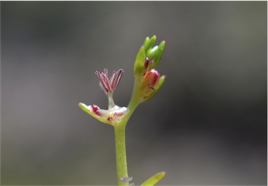 APII jpeg image of Myriophyllum striatum  © contact APII