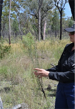 APII jpeg image of Vittadinia hispidula var. setosa  © contact APII