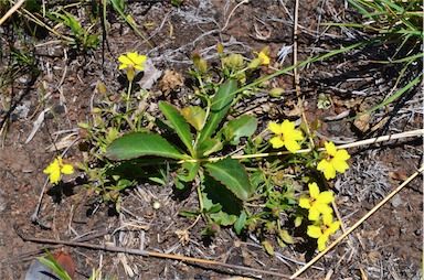 APII jpeg image of Goodenia paradoxa  © contact APII