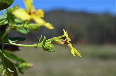 APII jpeg image of Goodenia paradoxa  © contact APII