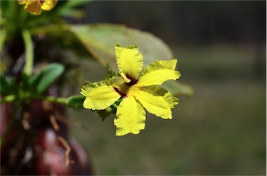 APII jpeg image of Goodenia paradoxa  © contact APII