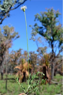 APII jpeg image of Camptacra barbata  © contact APII