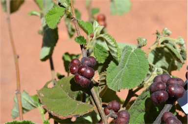 APII jpeg image of Grewia latifolia  © contact APII