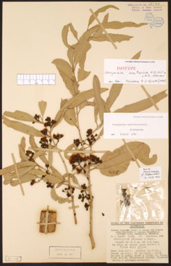 APII jpeg image of Corymbia arafurica  © contact APII